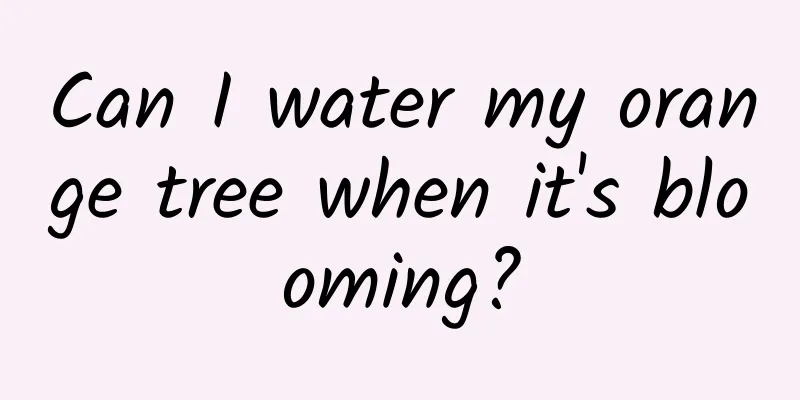 Can I water my orange tree when it's blooming?