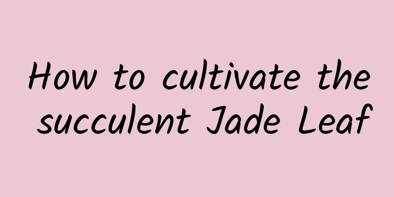 How to cultivate the succulent Jade Leaf