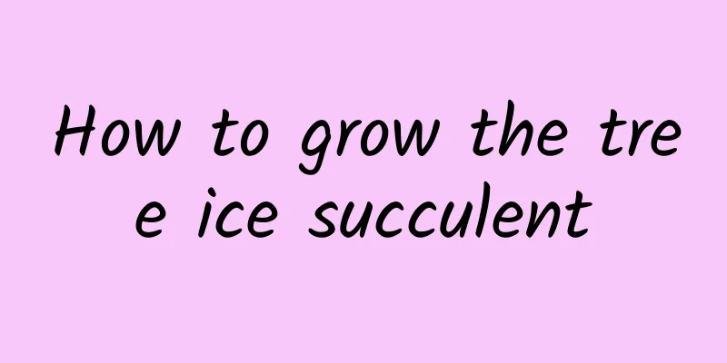 How to grow the tree ice succulent