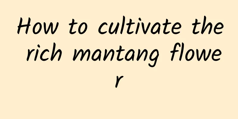 How to cultivate the rich mantang flower