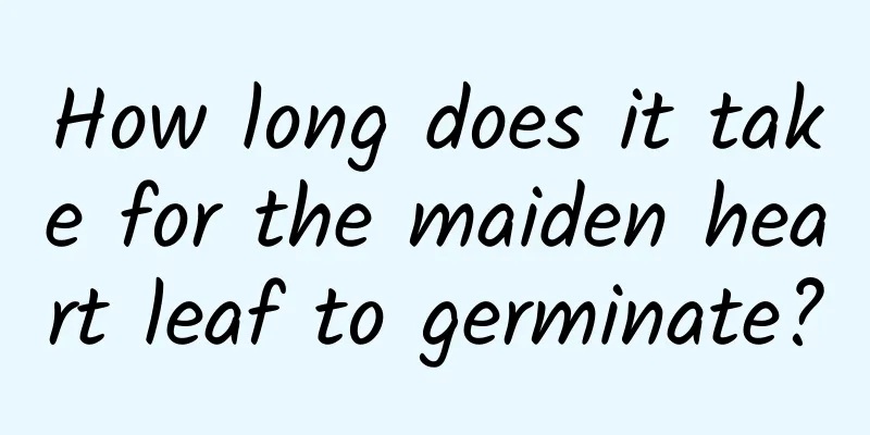 How long does it take for the maiden heart leaf to germinate?