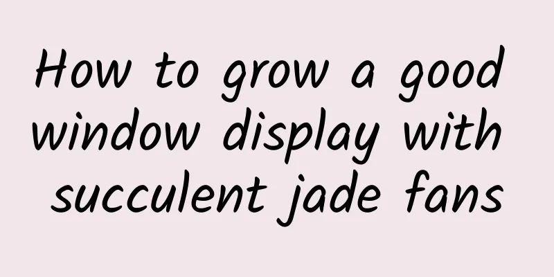 How to grow a good window display with succulent jade fans