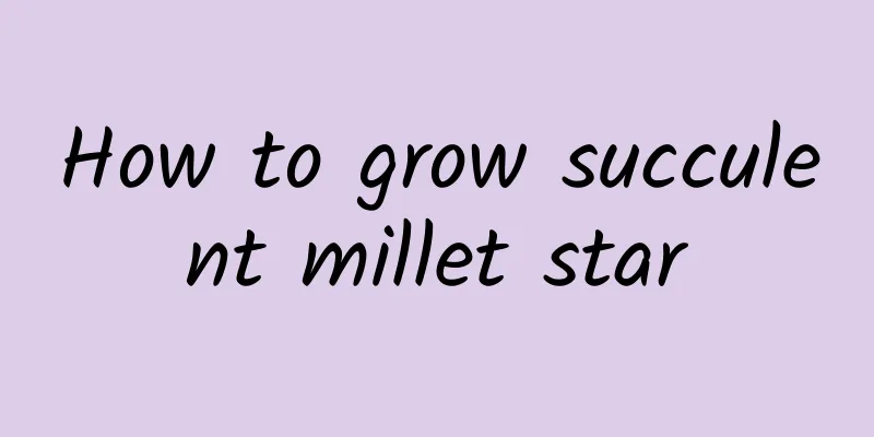 How to grow succulent millet star