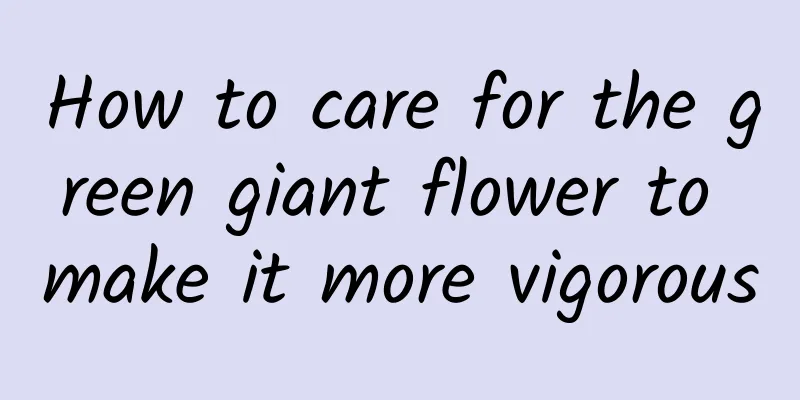 How to care for the green giant flower to make it more vigorous