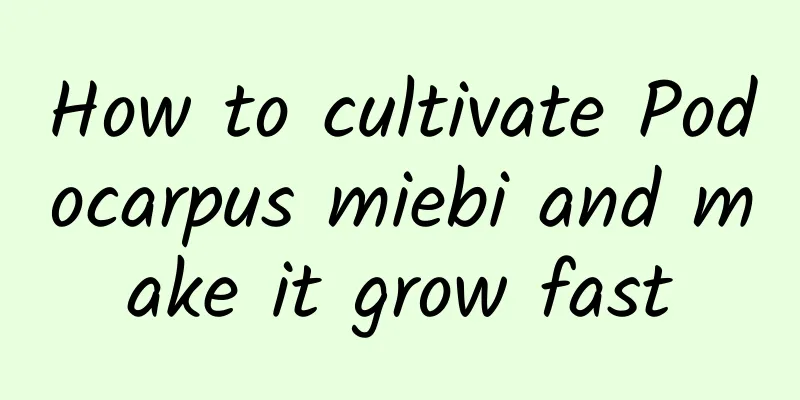 How to cultivate Podocarpus miebi and make it grow fast