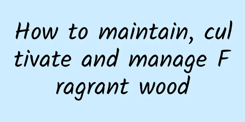 How to maintain, cultivate and manage Fragrant wood