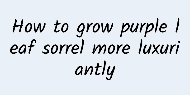 How to grow purple leaf sorrel more luxuriantly