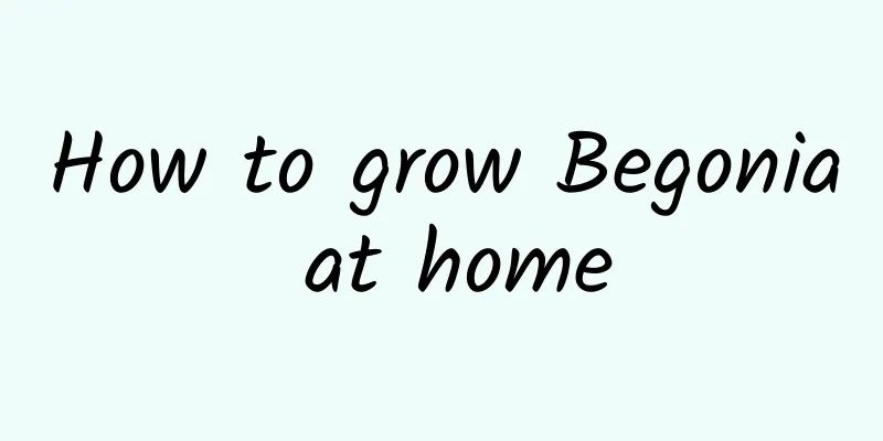 How to grow Begonia at home
