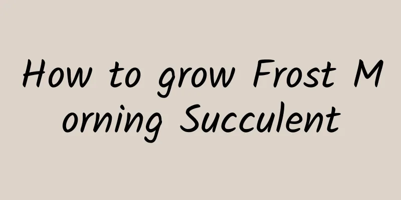 How to grow Frost Morning Succulent
