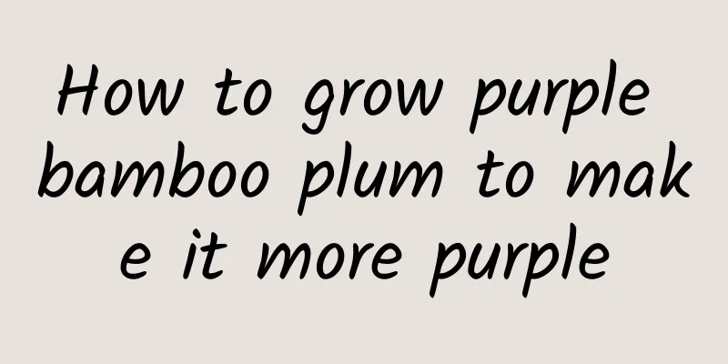 How to grow purple bamboo plum to make it more purple