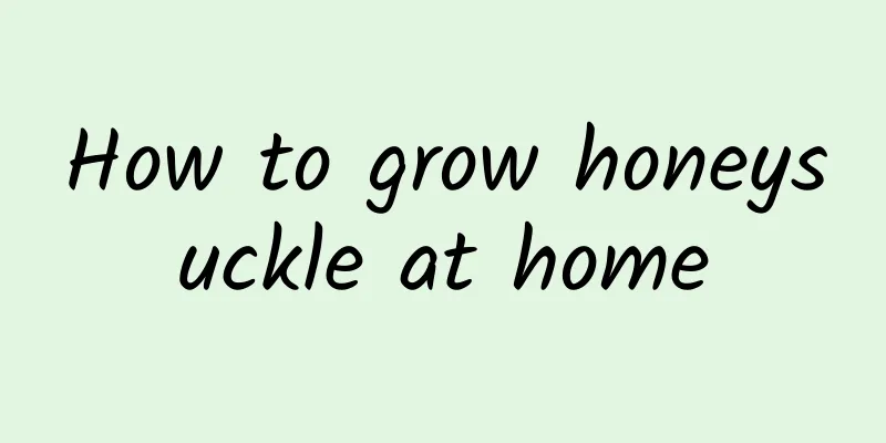 How to grow honeysuckle at home