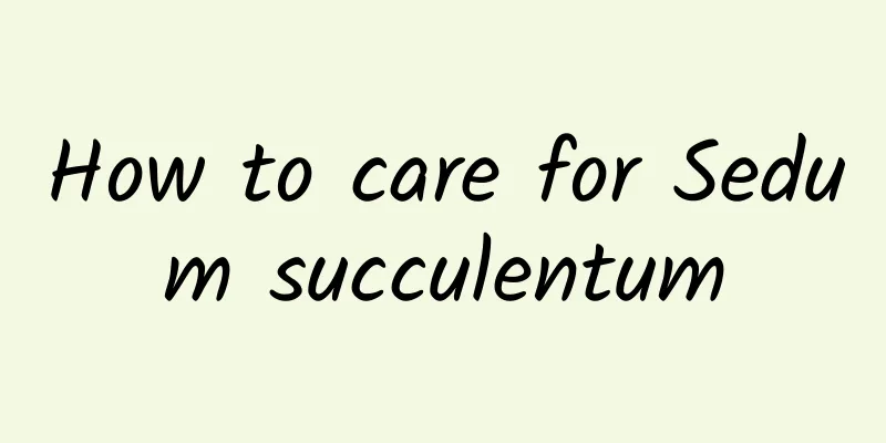 How to care for Sedum succulentum