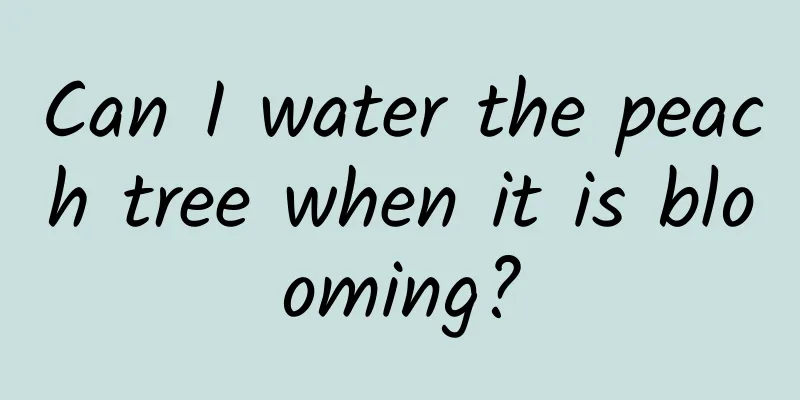 Can I water the peach tree when it is blooming?