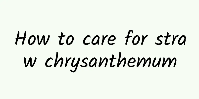 How to care for straw chrysanthemum