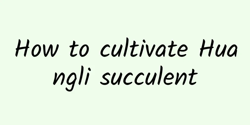 How to cultivate Huangli succulent