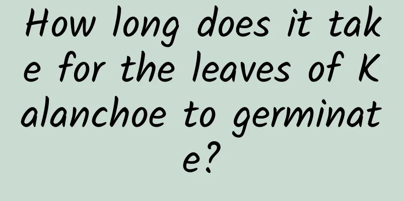 How long does it take for the leaves of Kalanchoe to germinate?
