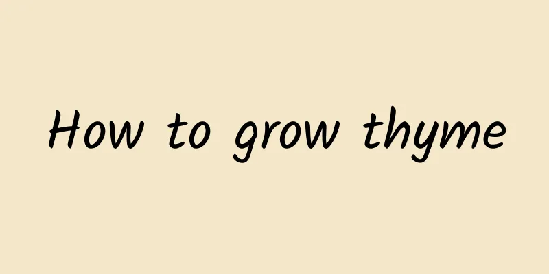 How to grow thyme