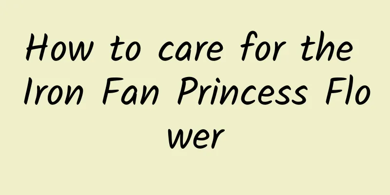 How to care for the Iron Fan Princess Flower