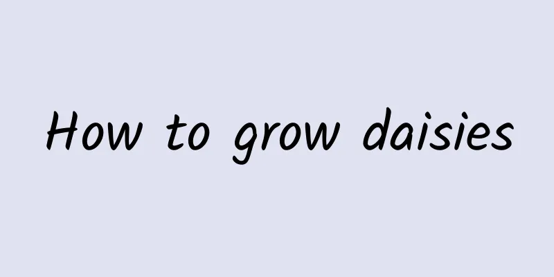 How to grow daisies
