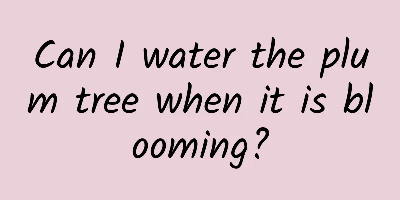 Can I water the plum tree when it is blooming?