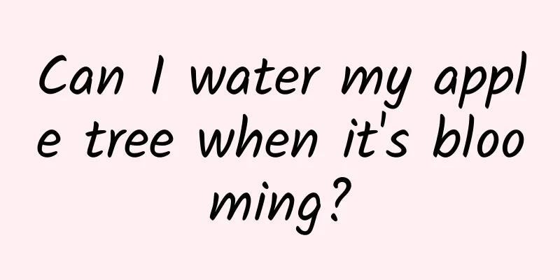 Can I water my apple tree when it's blooming?