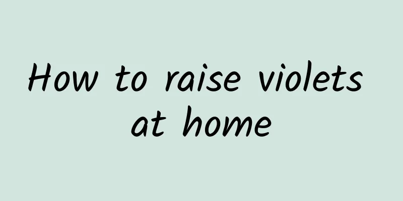 How to raise violets at home