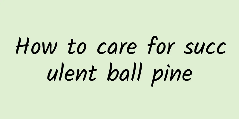How to care for succulent ball pine