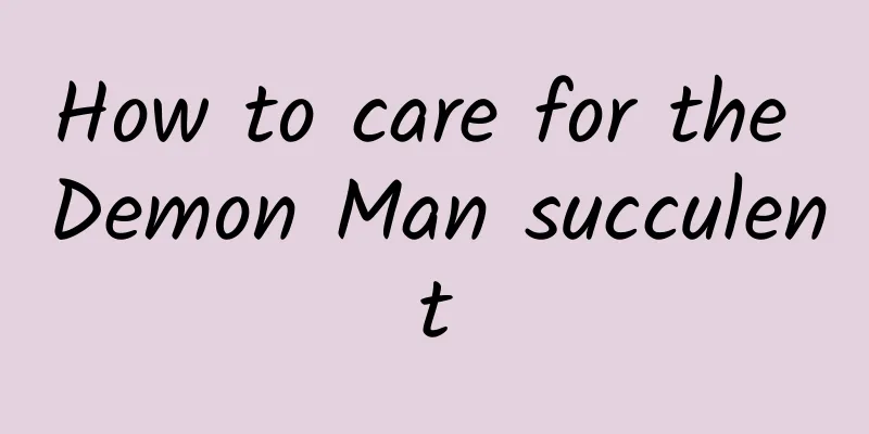 How to care for the Demon Man succulent