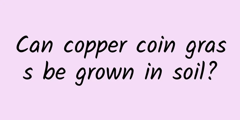Can copper coin grass be grown in soil?