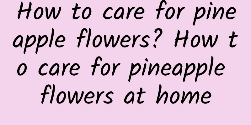How to care for pineapple flowers? How to care for pineapple flowers at home