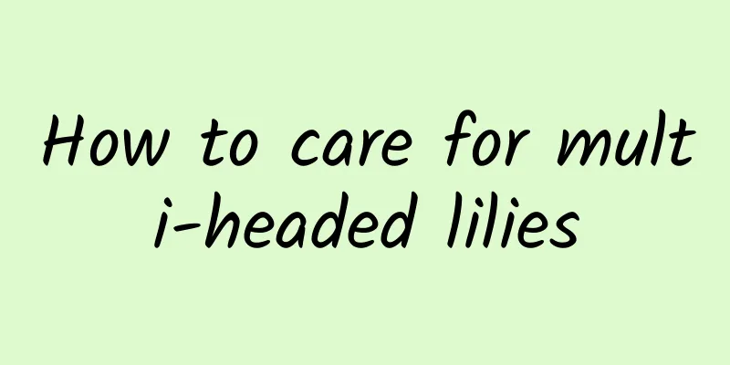 How to care for multi-headed lilies