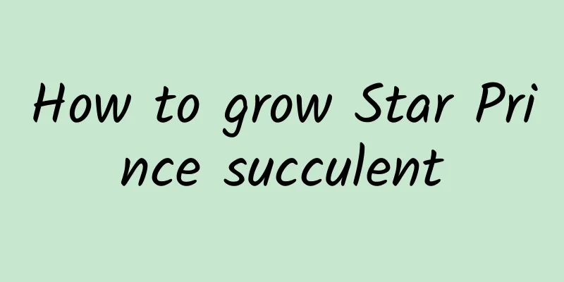 How to grow Star Prince succulent