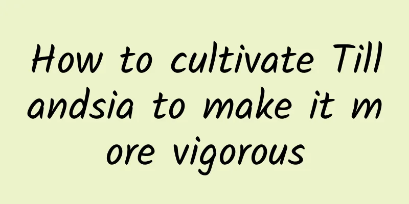 How to cultivate Tillandsia to make it more vigorous