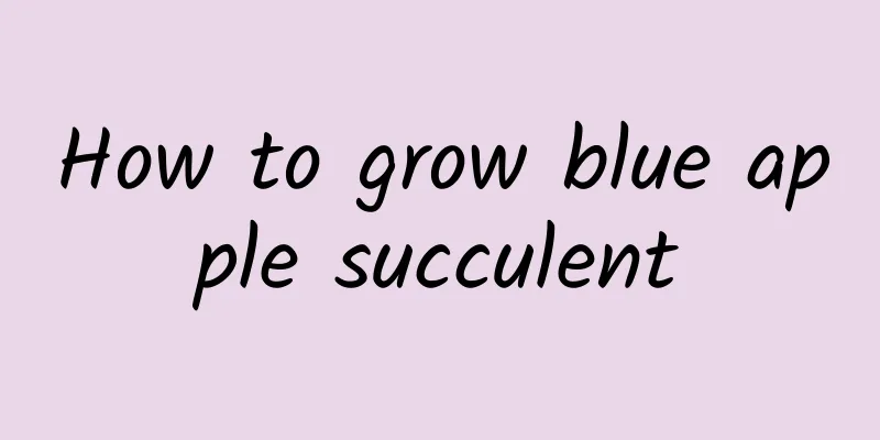 How to grow blue apple succulent