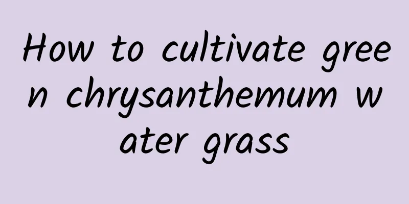 How to cultivate green chrysanthemum water grass