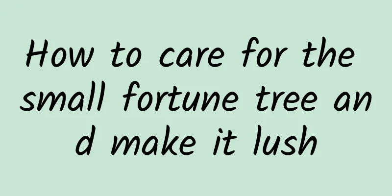 How to care for the small fortune tree and make it lush