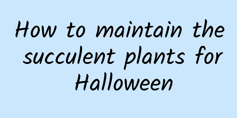 How to maintain the succulent plants for Halloween