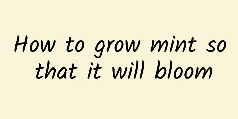 How to grow mint so that it will bloom