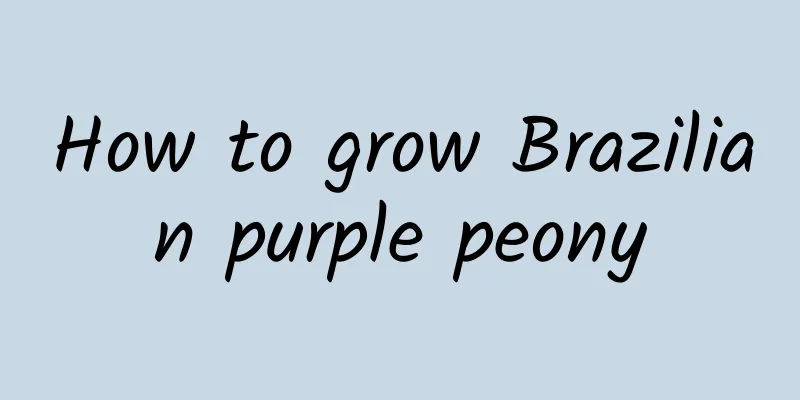 How to grow Brazilian purple peony