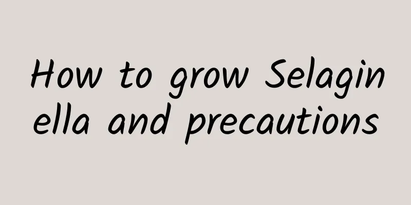 How to grow Selaginella and precautions