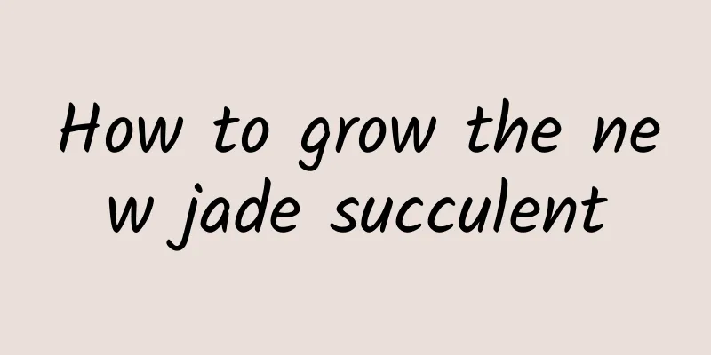 How to grow the new jade succulent
