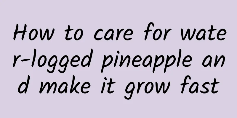 How to care for water-logged pineapple and make it grow fast