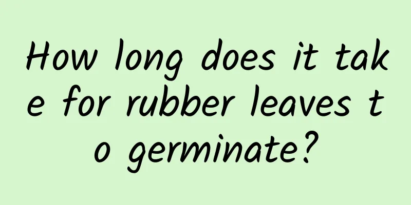 How long does it take for rubber leaves to germinate?