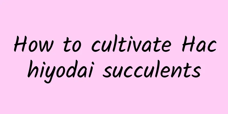 How to cultivate Hachiyodai succulents