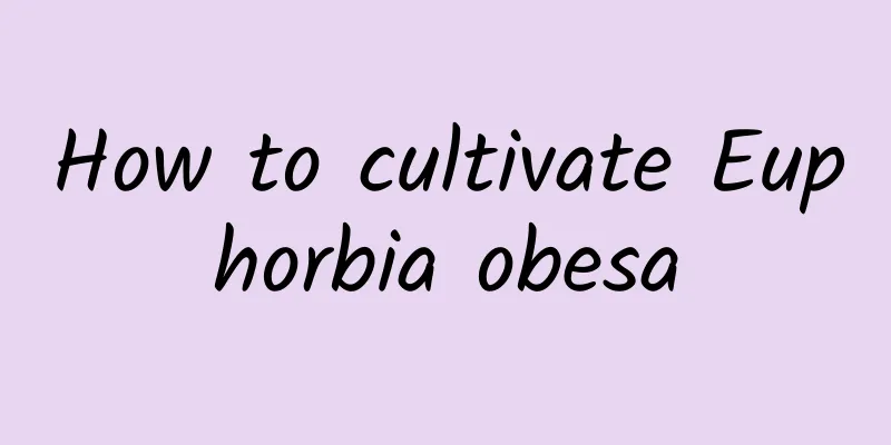 How to cultivate Euphorbia obesa