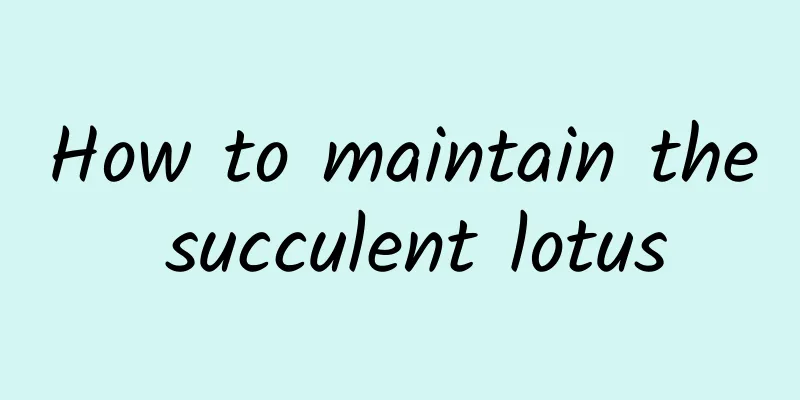How to maintain the succulent lotus