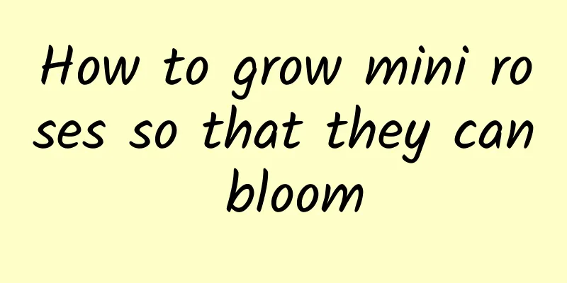 How to grow mini roses so that they can bloom