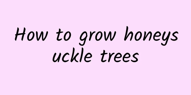 How to grow honeysuckle trees