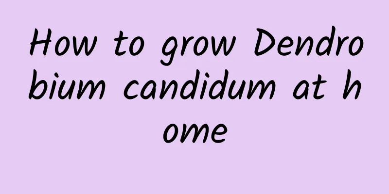 How to grow Dendrobium candidum at home