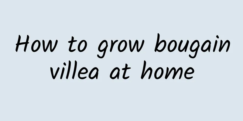 How to grow bougainvillea at home